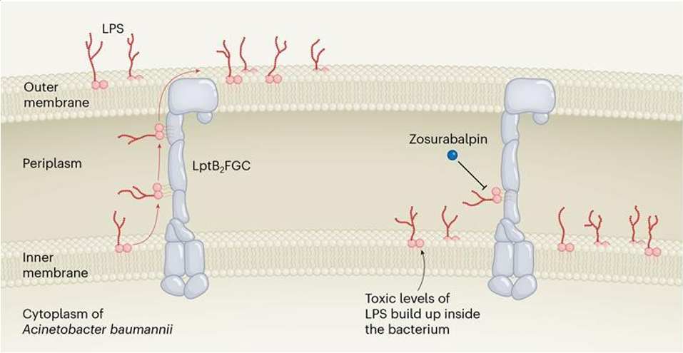 Zosuabalpin抑制耐药性的巴氏不动杆菌的机理