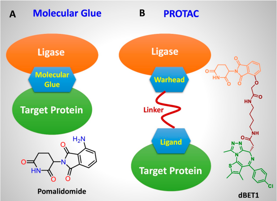 分子胶与PROTAC的作用方式及结构特点