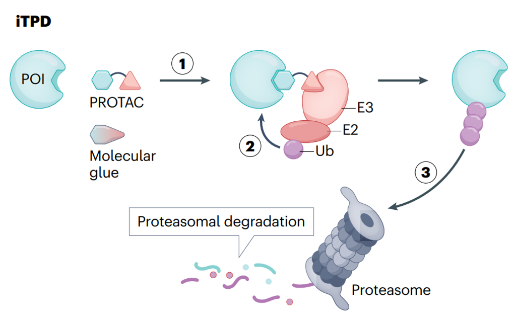 细胞内靶向蛋白降解(iTPD)示意图