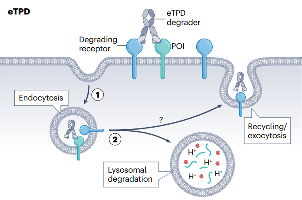 细胞外靶向蛋白降解(eTPD)示意图