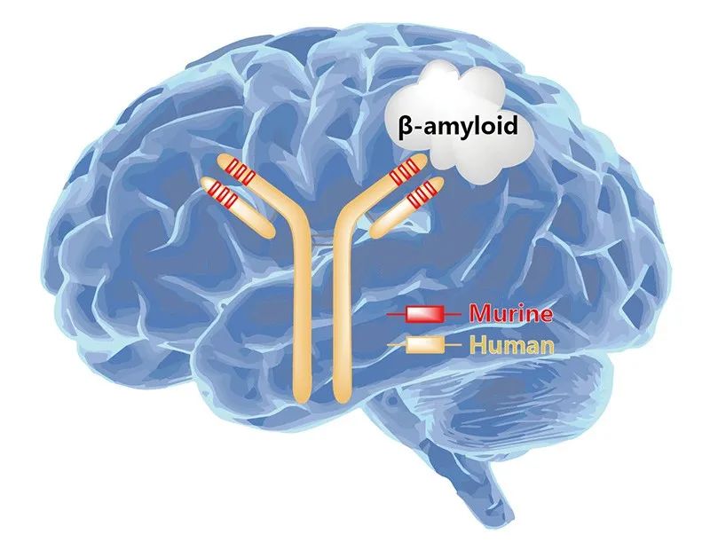 仑卡奈单抗作用于大脑Aβ蛋白