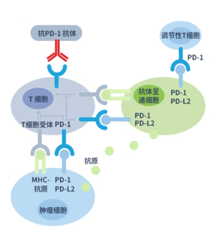 抗PD-1单抗作用机理图