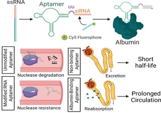 通过适配体(aptamer)可以增加ssRNA的药物动力学