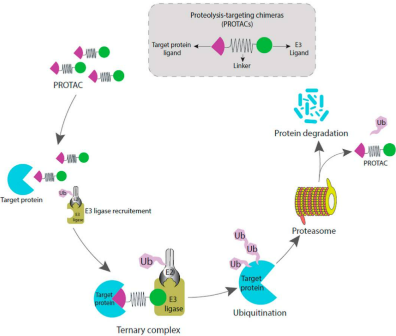 PROTAC介导的靶蛋白泛素化和蛋白酶降解的机制