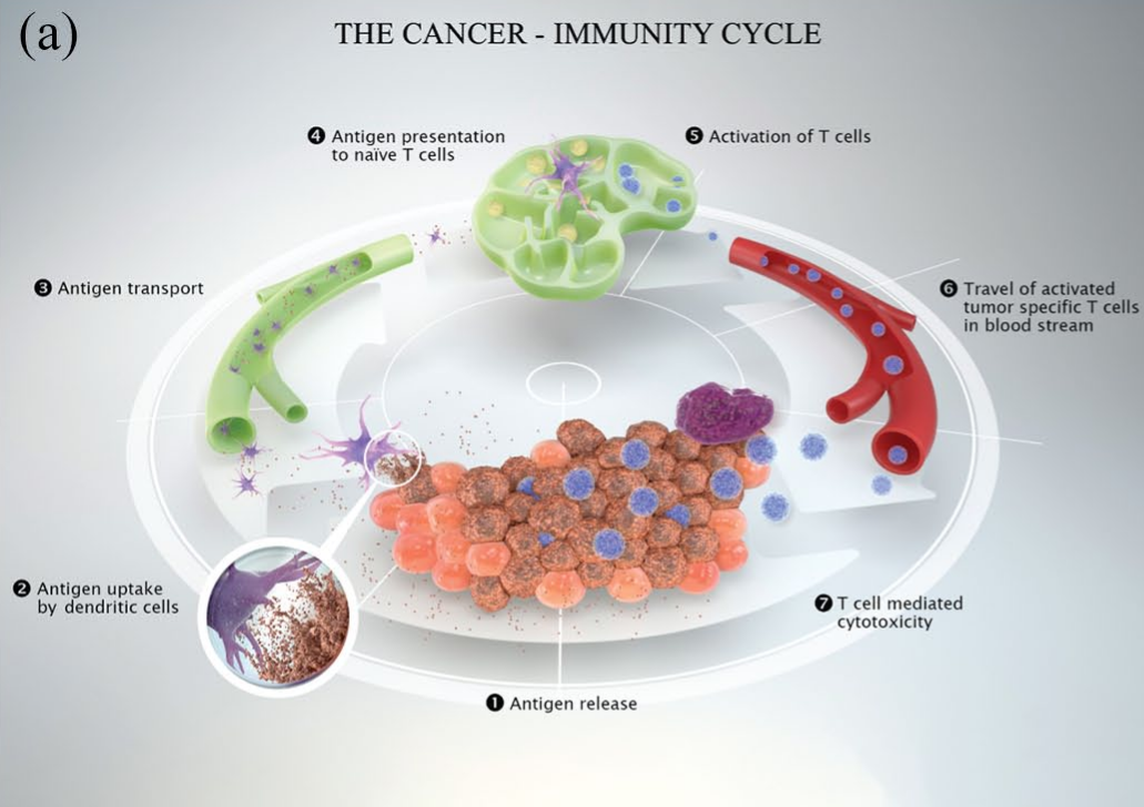 癌症免疫循环