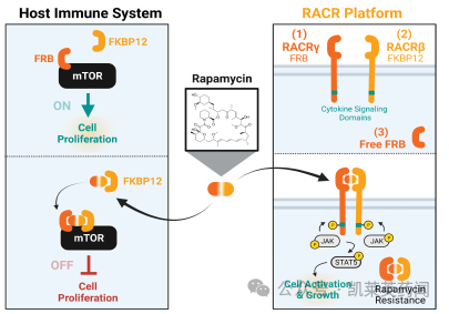 RACR/CAR：体内细胞编程