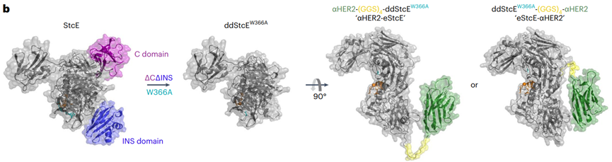ColabFold (Methods)62预测的纳米体-黏液酶偶联物的结构