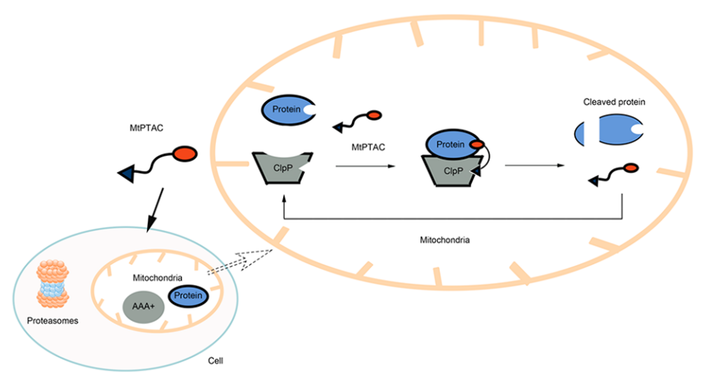 线粒体蛋白酶靶向嵌合体(MtPTAC)模型示意图