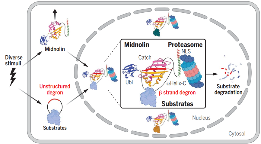 midnolin-蛋白酶体途径独立于泛素化降解许多核蛋白[