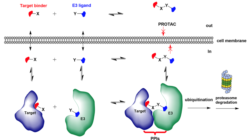 自组装蛋白降解靶向嵌合体(SAPTAC)模型示意图