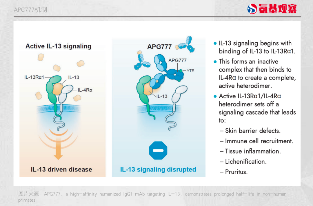 而APG777则被设计为结合IL-13，从而通过阻止IL-13Rα1/IL-4Rα异二聚体的形成来破坏Th2信号传导。