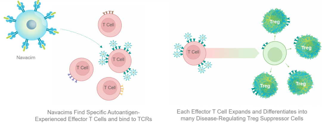 Navacims可以实现疾病特异性免疫调节， Navacims发现具有特定致病自身抗原的T细胞，并呈现一系列高密度疾病特异性pMHC与同源T细胞受体（TCR）。
