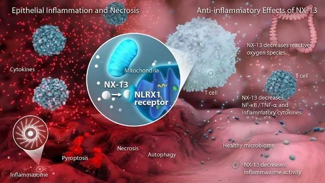 NX-13可以通过激活NLRX1通路增加免疫细胞中的氧化磷酸化