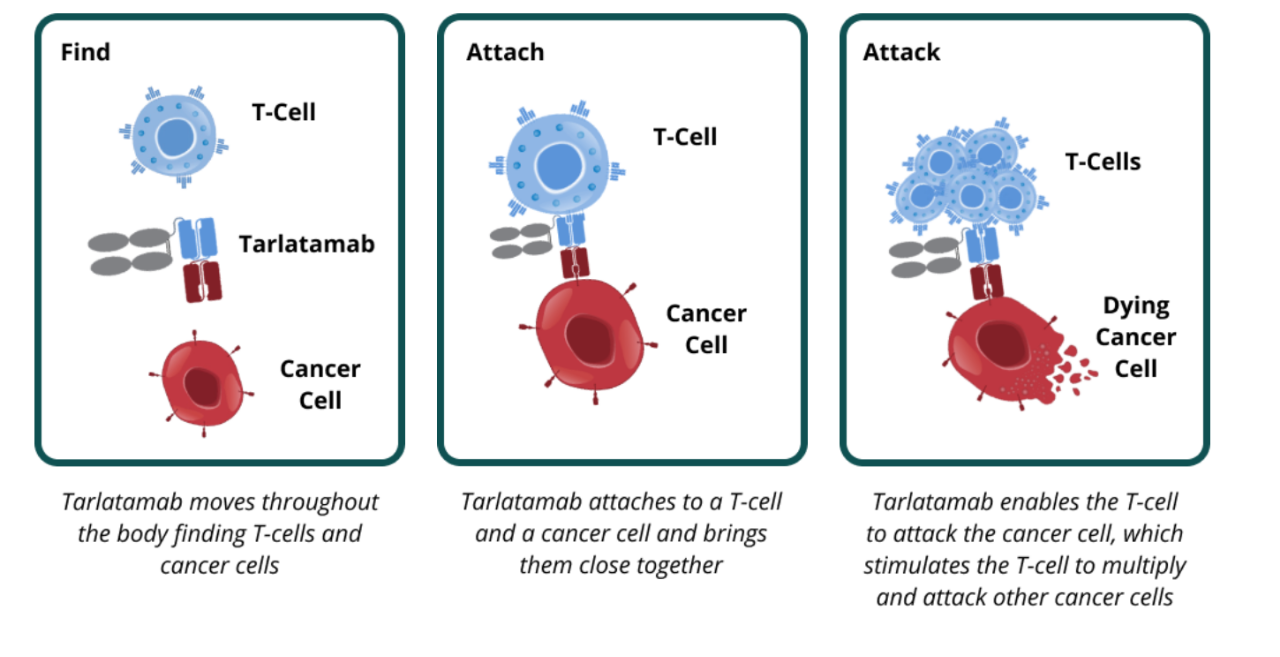 双特异性T细胞接合剂Tarlatamb作用机制示意图
