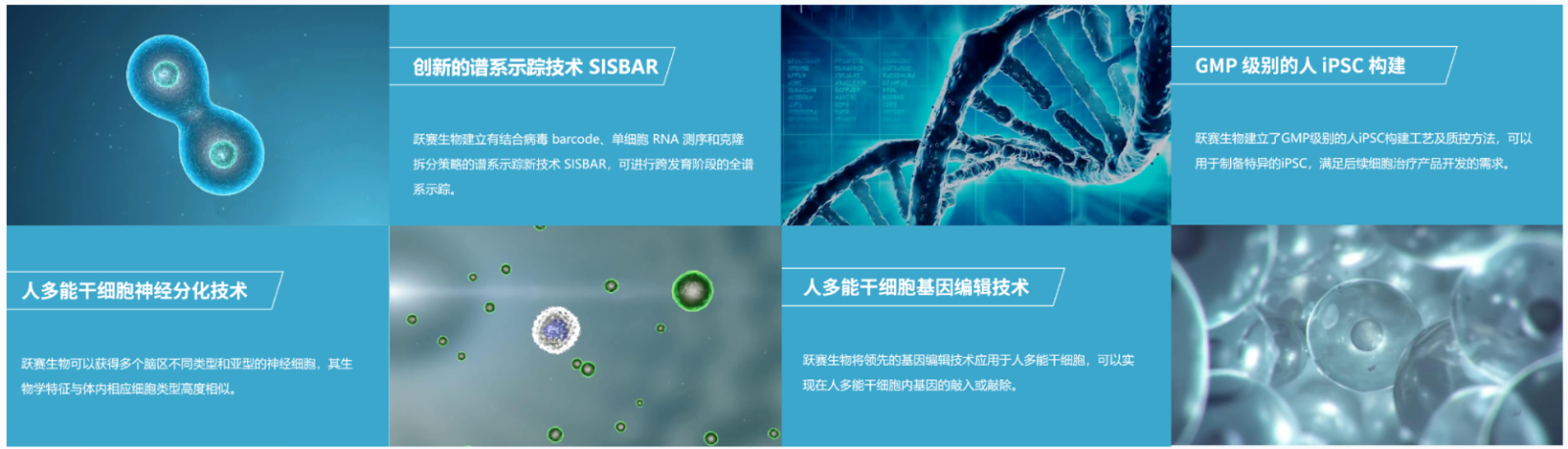 此外，跃赛生物还拥有人多能干细胞自主研发的创新技术平台，包括重编程技术，干细胞分化平台、SISBAR谱系示踪技术，干细胞基因编辑技术。
