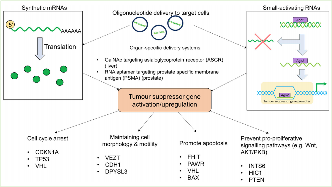 图3激活寡核苷酸靶向肿瘤抑癌基因