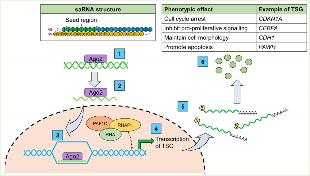 图1saRNA结构与作用机制