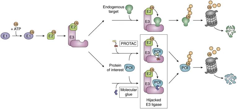 泛素-蛋白酶体系统