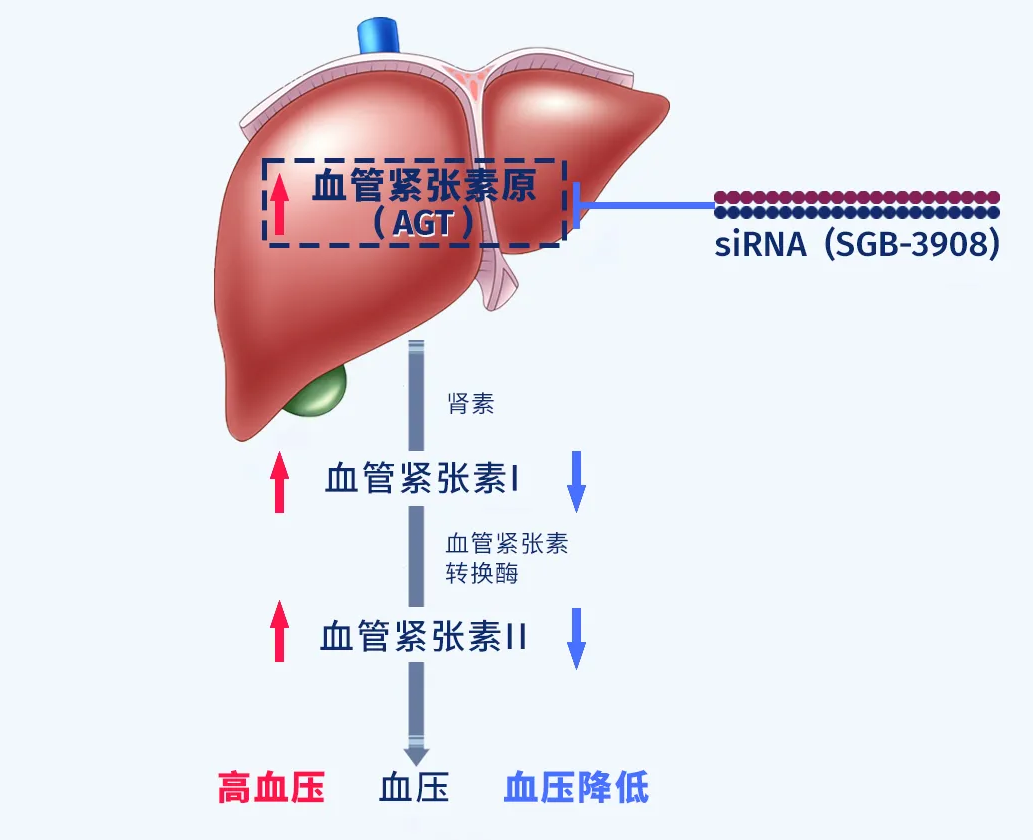 AGT作用原理