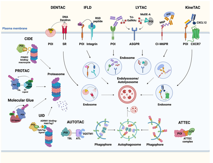 靶向蛋白降解（Targeted protein degradation, TPD）已經(jīng)被確立為一種可行的替代方法，可以在生物學和臨床環(huán)境中減弱特定蛋白的功能。獨特的TPD作用模式使以前不可藥物的蛋白質(zhì)成為可行的靶標，擴大了可藥物特性和特權靶標蛋白質(zhì)的范圍。