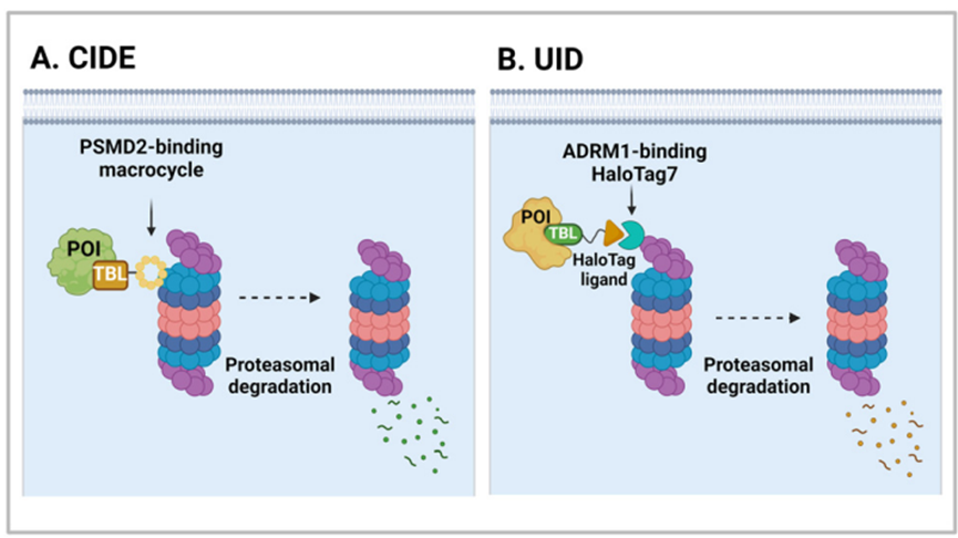 ADRM1介导的泛素非依赖性降解物（UIDs）