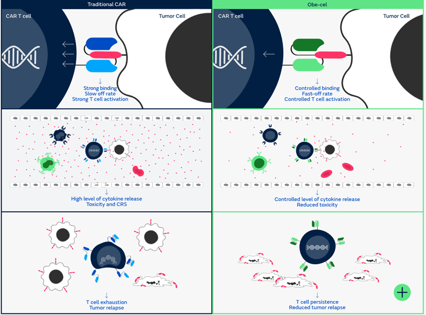 Obe-cel作用机制