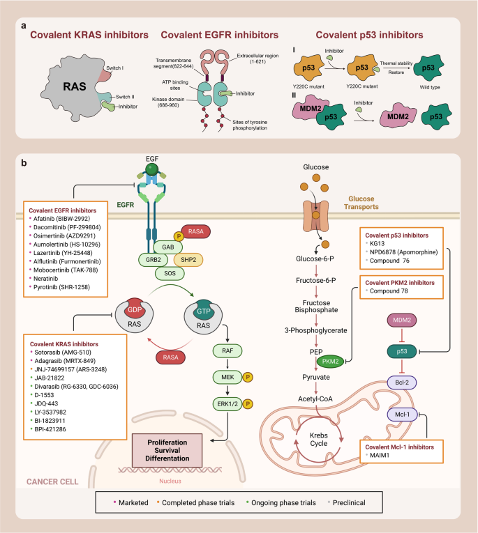 KRAS，EGFR和p53多个癌症相关难以成药靶点的共价抑制剂开发综述。