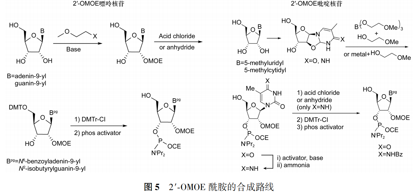 修飾的核苷亞磷酰胺(簡稱2′修飾酰胺)