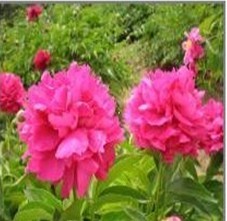 白芍提取物