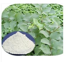 白藜芦醇提取物