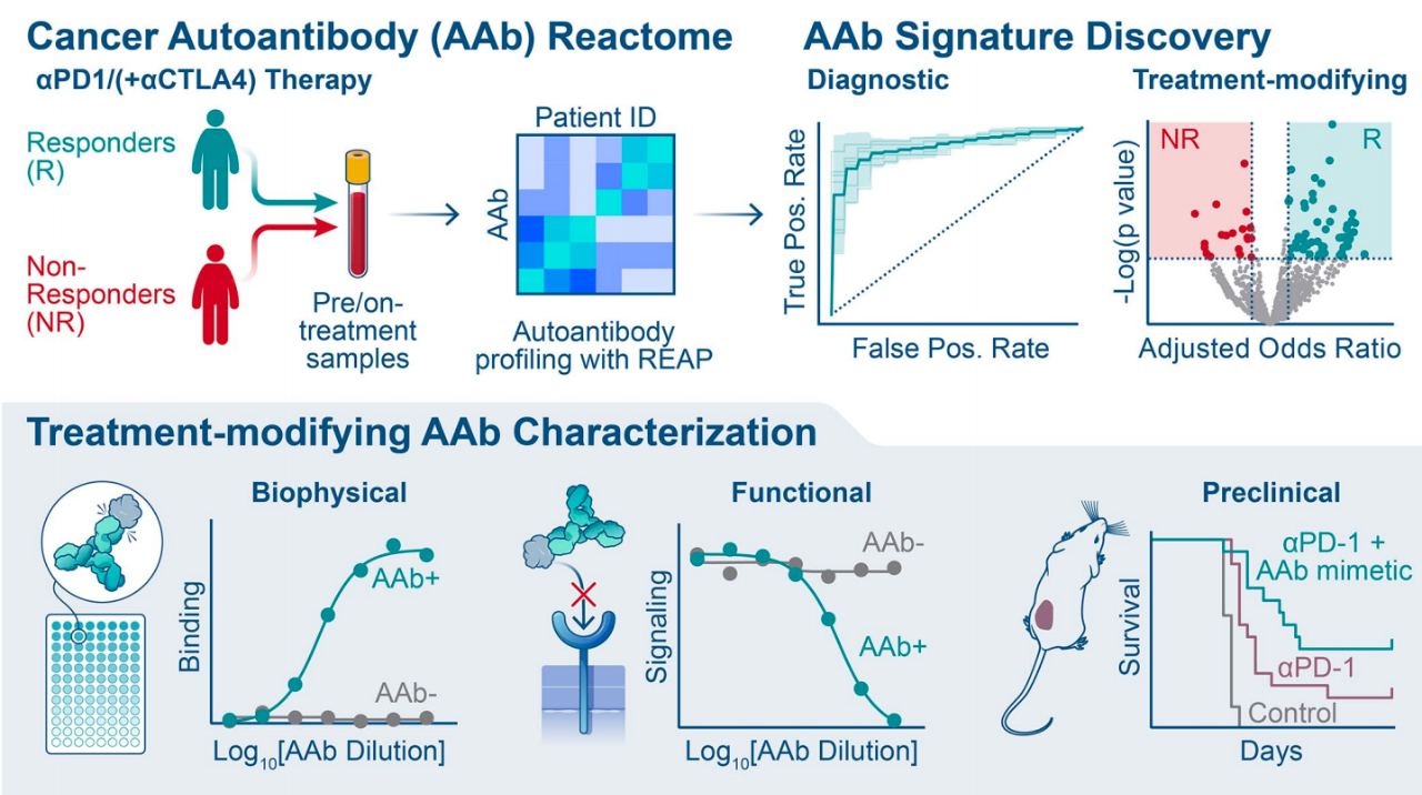 靶向外泌蛋白組（exoproteome）的自身抗體（AAb）可改變癌癥患者對(duì)免疫檢查點(diǎn)阻斷療法的響應(yīng)，這也提示我們，可以利用這一點(diǎn)優(yōu)化癌癥免疫治療，例如設(shè)計(jì)出模擬有益自身抗體或中和有害自身抗體的藥物，從而幫助改善接受免疫治療患者的治療效果。