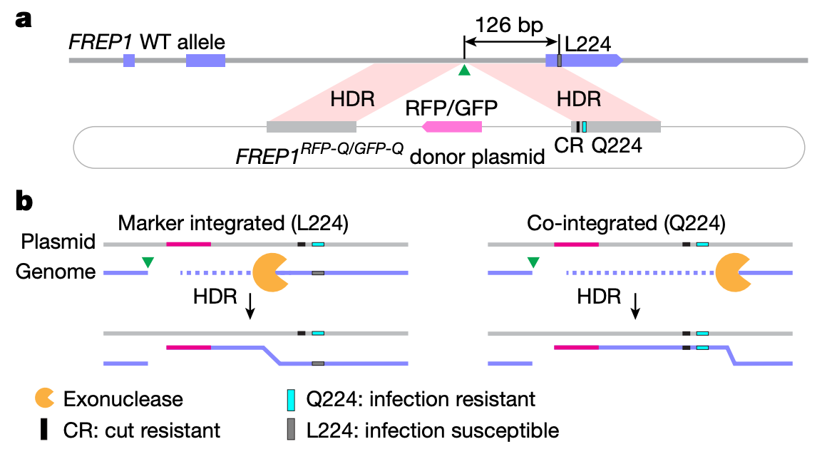研究團(tuán)隊(duì)利用基于 CRISPR-Cas9 的同源定向修復(fù)，對(duì)亞洲主要的瘧疾傳播媒介——斯氏按蚊進(jìn)行了基因編輯，將其從 FREP1L224 編輯為 FREP1Q224