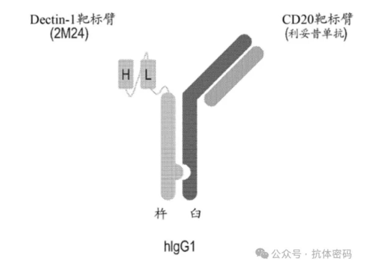 根據(jù)新聞披露及Dren Bio專利布局，基本上可以確定DR-0201是靶向Dectin-1和CD20的雙特異抗體，其中CD20抗體利用已經(jīng)上市的單抗利妥昔，而Dectin-1抗體采用scFv的結構，同時利用Knob-in-Hole防止重鏈錯配。