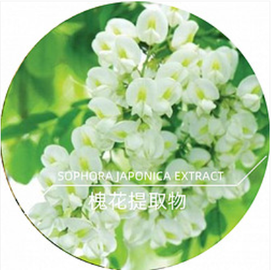槐花提取物