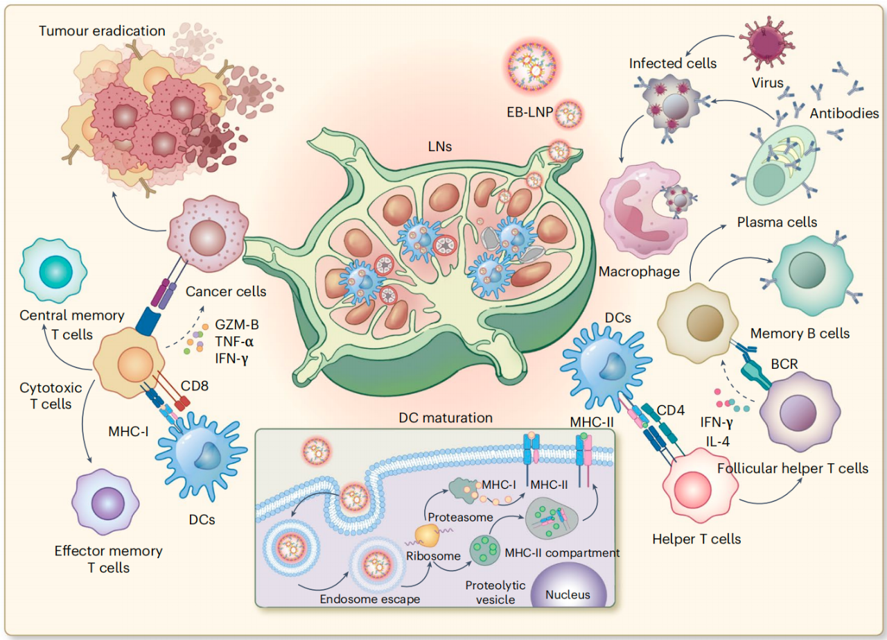 研究團(tuán)隊(duì)進(jìn)一步開發(fā)了 EB-LNP 遞送的 mRNA 疫苗，該疫苗展現(xiàn)出卓越的抗腫瘤和抗病毒功效，能夠引發(fā)強(qiáng)烈的細(xì)胞免疫和體液免疫反應(yīng)，包括接種疫苗后細(xì)胞毒性 T 淋巴細(xì)胞的強(qiáng)效激活以及中和抗體的大量產(chǎn)生。