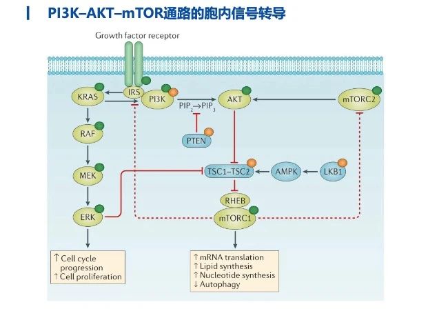 PAM通路掌管細(xì)胞增殖、存活、骨架重塑和葡萄糖轉(zhuǎn)運(yùn)，異常激活與乳腺癌、前列腺癌、肺癌、子宮內(nèi)膜癌、結(jié)直腸癌、卵巢癌等多瘤種高度相關(guān)