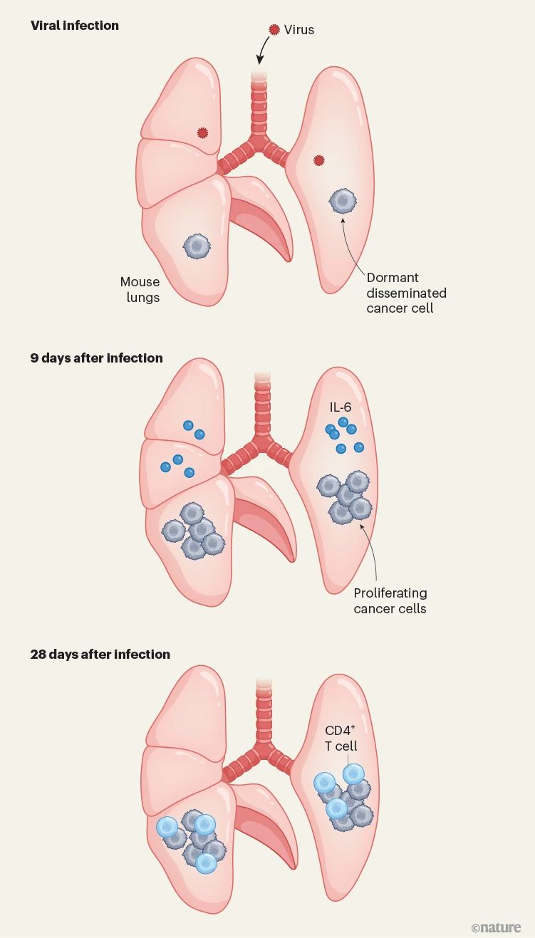 病毒感染促使先前不分裂的“休眠”癌細(xì)胞重新分裂增殖