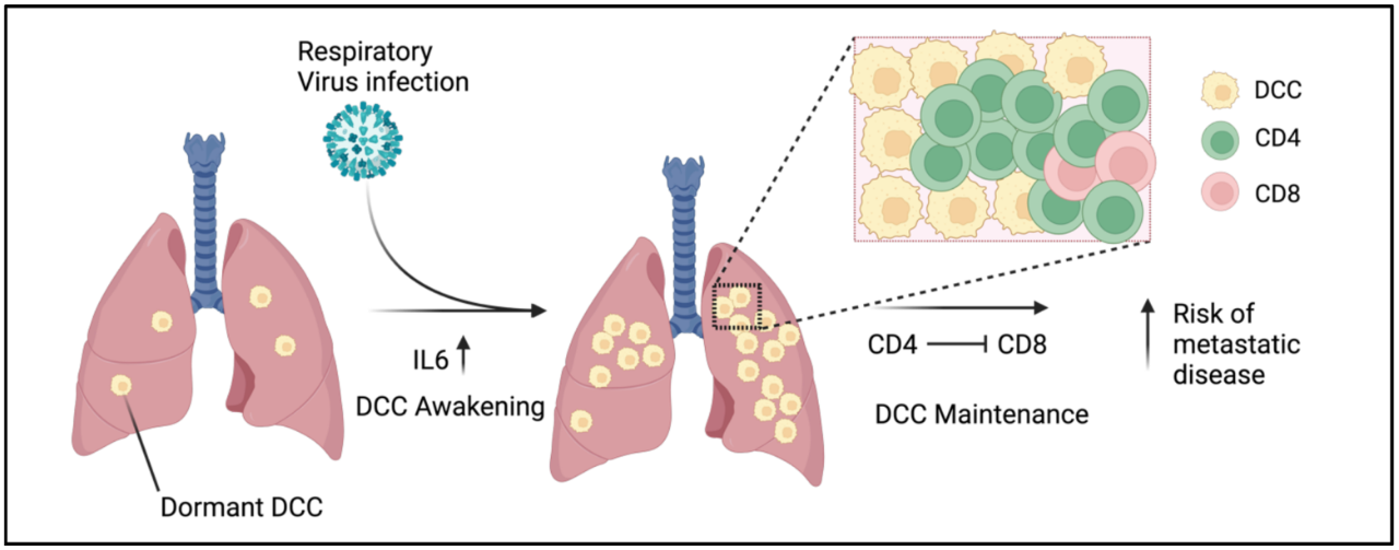 CD4+ T 細(xì)胞限制了 CD8+ T 細(xì)胞控制 DCC 生長(zhǎng)的能力。
