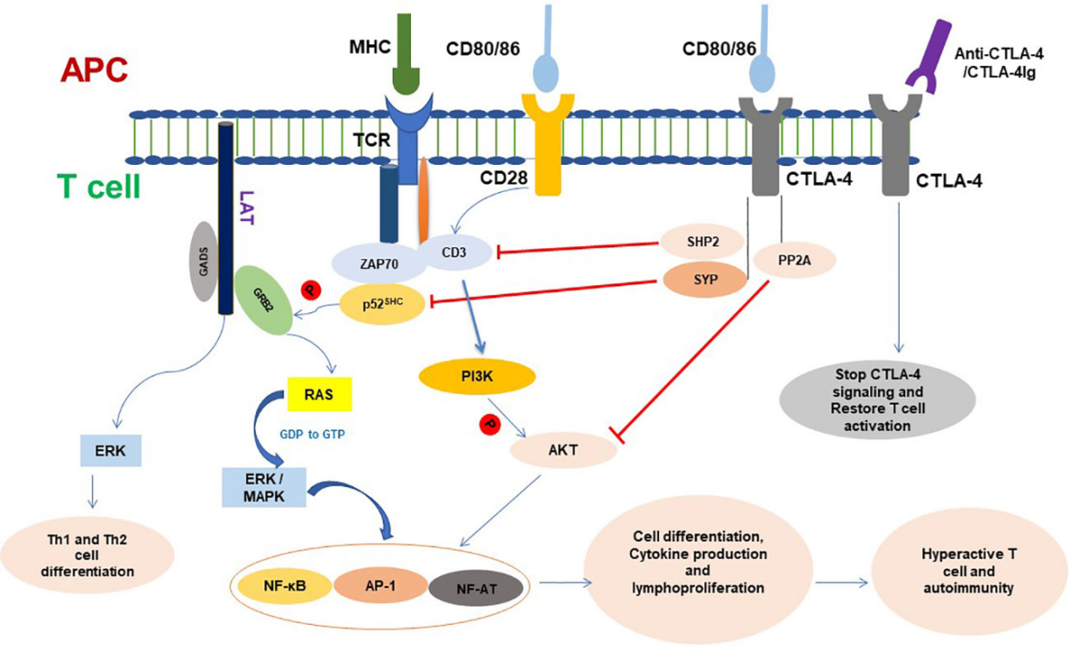 Current understanding of CTLA-4: from mechanism to autoimmune diseases