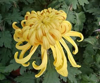 菊花提取物