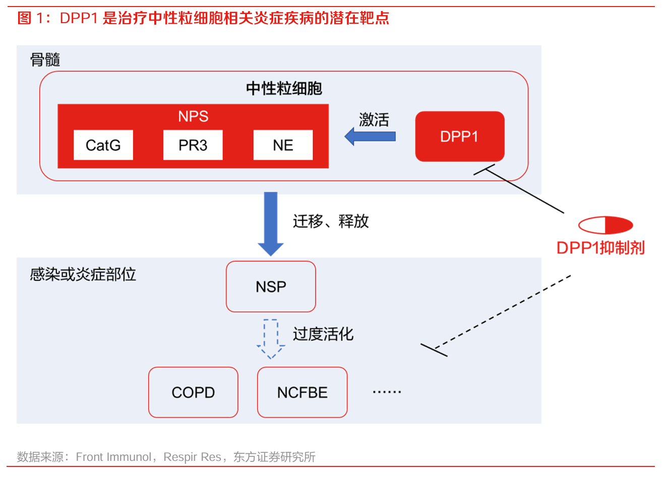 DPP1 是治療中性粒細胞相關炎癥疾病的潛在靶點