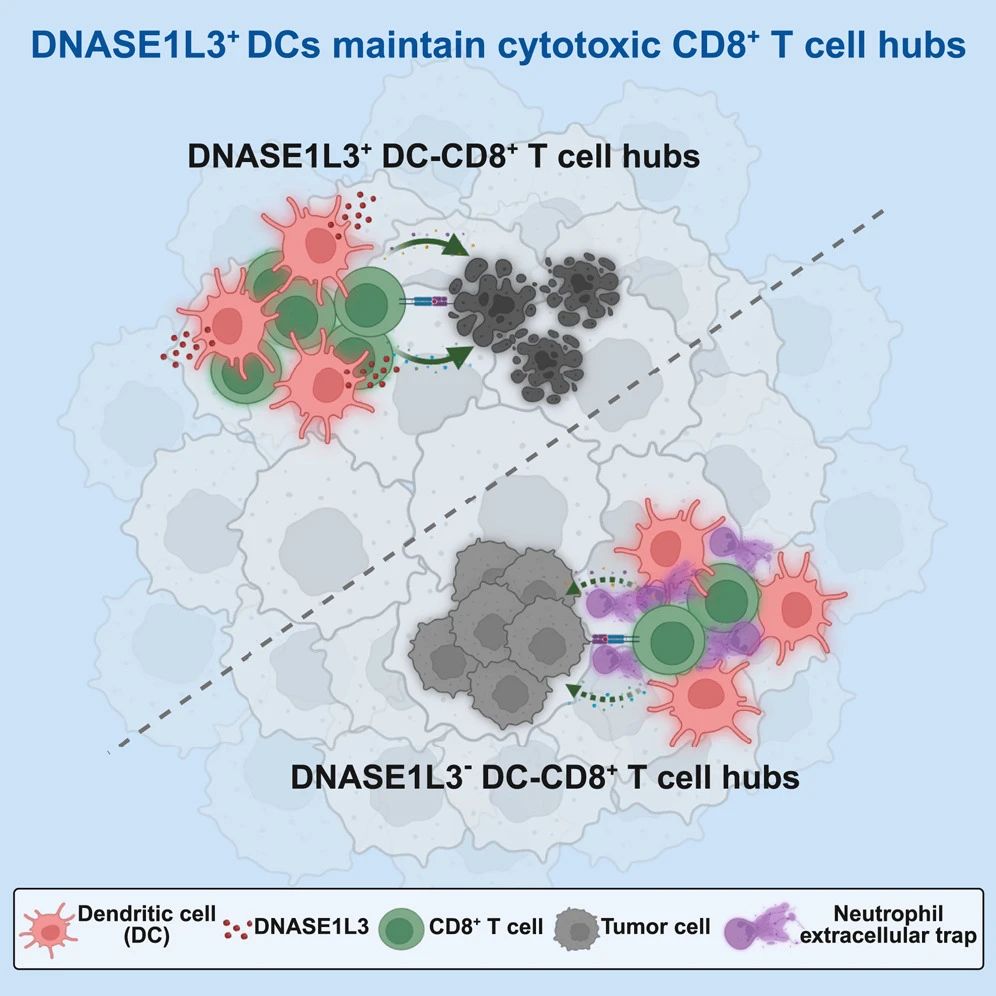 DNASE1L3+ 樹突狀細(xì)胞能夠降解抑制腫瘤內(nèi) CD8+ T 細(xì)胞空間分布的中性粒細(xì)胞誘捕網(wǎng)（Neutrophil Extracellular Traps，NETs），從而在人類癌癥中建立細(xì)胞毒性 CD8+ T 細(xì)胞樞紐。