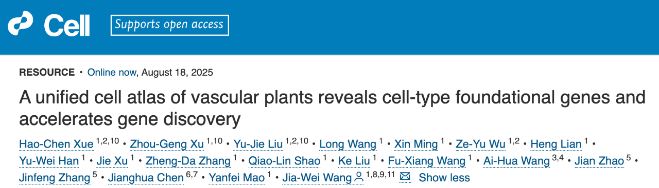 2025 年 8 月 18 日，中國科學(xué)院分子植物科學(xué)卓越創(chuàng)新中心王佳偉團隊（薛皓晨、徐洲更、劉玉潔為共同第一作者）在國際頂尖學(xué)術(shù)期刊 Cell 上發(fā)表了題為：A unified cell atlas of vascular plants reveals cell-type foundational genes and accelerates gene discovery 的研究論文。