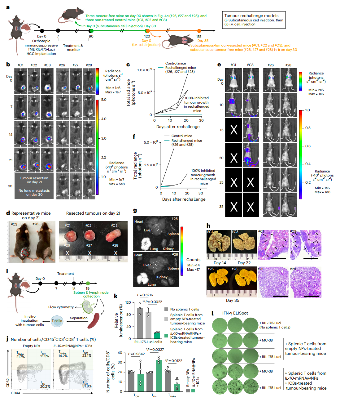 IL-10-mRNA@NPs 與免疫檢查點抑制劑聯(lián)合使用，在原位免疫抑制性中晚期肝細胞癌小鼠模型中誘導(dǎo)了長期免疫記憶效應(yīng)