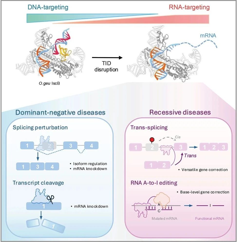 該研究通過“做減法”，刪除了 IscB 或 Cas9 中的 TID/PID 結(jié)構(gòu)域，讓它們從“基因剪刀”轉(zhuǎn)變?yōu)椤癛NA手術(shù)刀”，這項(xiàng)研究突破了 RNA 編輯的技術(shù)瓶頸，帶來了高效且更具安全性的 RNA 編輯新工具，為 RNA 療法、基因調(diào)控及基礎(chǔ)研究提供了全新選擇。