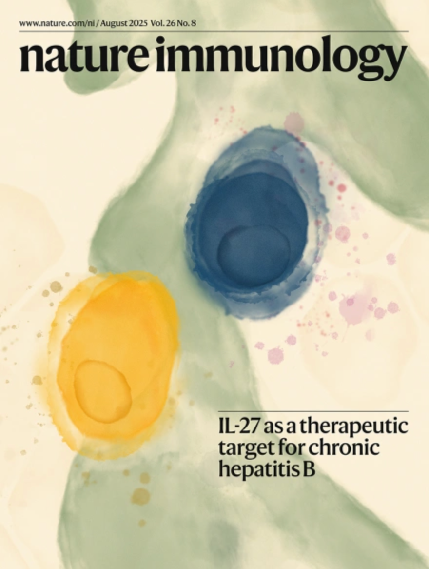 意大利圣拉斐爾科學(xué)研究中心的研究人員在 Nature 子刊 Nature Immunology 上發(fā)表了題為：CD4? T cells license Kupffer cells to reverse CD8? T cell dysfunction induced by hepatocellular priming 的研究論文。