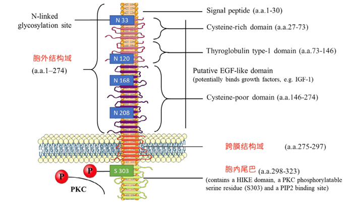 跨膜結(jié)構(gòu)域由275-297位氨基酸組成，是一段疏水性的氨基酸序列，形成一個單向跨膜螺旋結(jié)構(gòu)，將TROP2蛋白固定在細(xì)胞膜上。