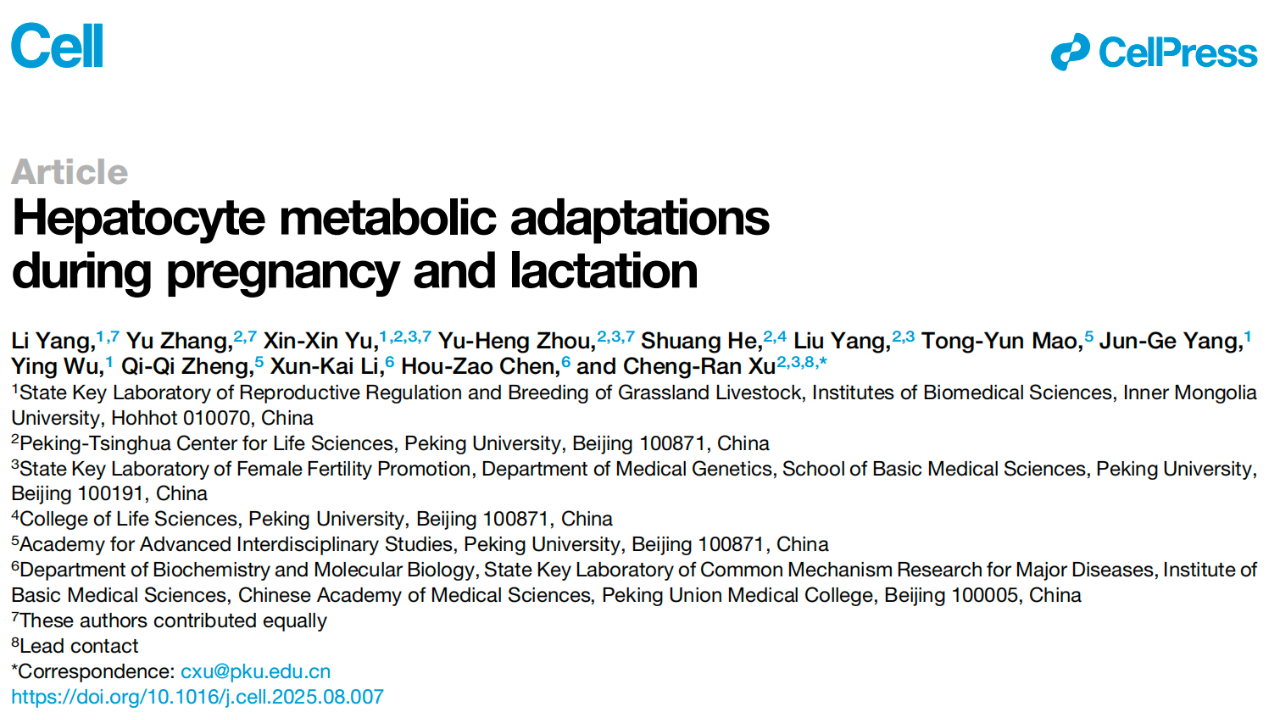 2025 年 8 月 28 日，北京大學(xué)徐成冉教授作為通訊作者（內蒙古大學(xué) Li Yang、北京大學(xué) Yu Zhang、Xinxin Yu、Yuheng Zhou 為共同第一作者），在國際頂尖學(xué)術(shù)期刊 Cell 上發(fā)表了題為：Hepatocyte metabolic adaptations during pregnancy and lactation 的研究論文。內蒙古大學(xué)為論文的第一單位。