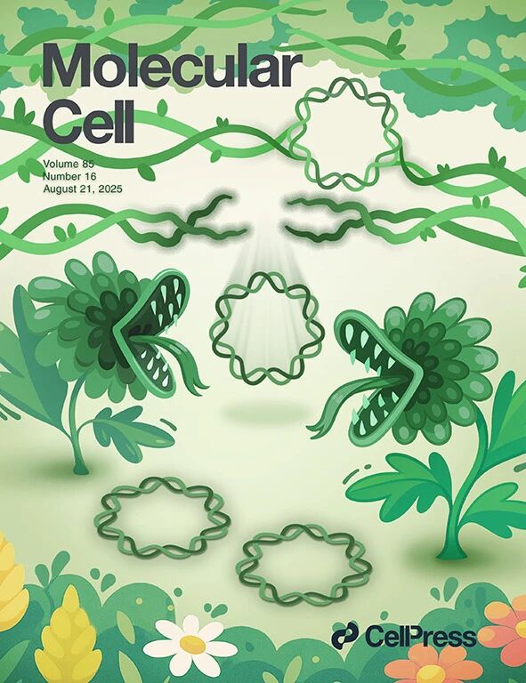 在一片生機(jī)勃勃的森林中潛藏著隱秘的危險——象征著 YY1-Lig3-PARylation 復(fù)合物的“食肉豬籠草”，正對著代表基因組 DNA 的“藤蔓”猛咬一口，從而引發(fā) ecDNA 的形成。該研究揭示了癌細(xì)胞中 ecDNA 的形成依賴于 YY1 介導(dǎo)的 DNA 環(huán)化以及由 Lig3-PARylation 促成的酸性微環(huán)境。