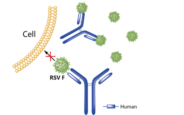 Beyfortus作用機制示意圖